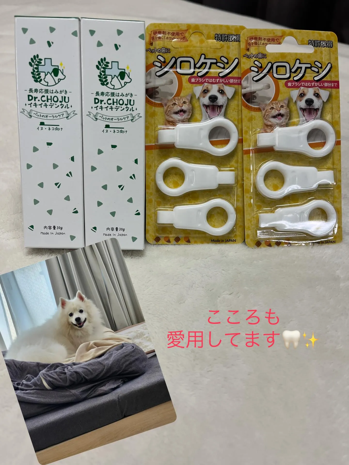 大切なワンちゃん🐶ネコちゃん🐈‍⬛ちゃんの歯のケア