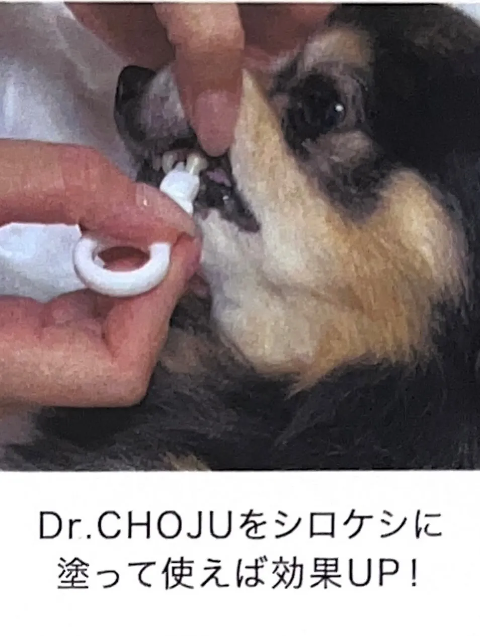 大切なワンちゃん🐶ネコちゃん🐈‍⬛ちゃんの歯のケア